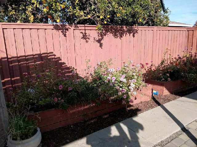 Beautiful Fence Paint Job in Sacramento